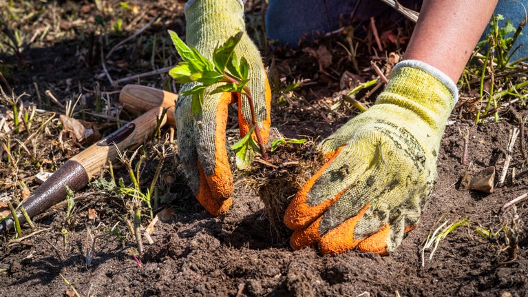 Two gloved hands pushing small plant plug into the ground